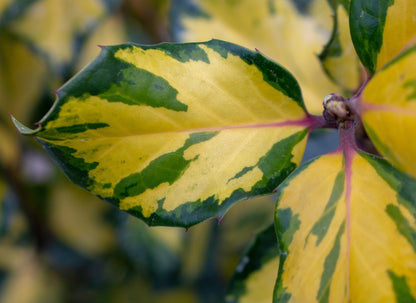 A close-up of an Ilex × altaclerensis Lawsoniana leaf showcases stunning yellow-green patterns and spiky edges, with pale red berries in the background.