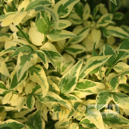 Jasminum Argenteovariegatum - Variegated Jasmine