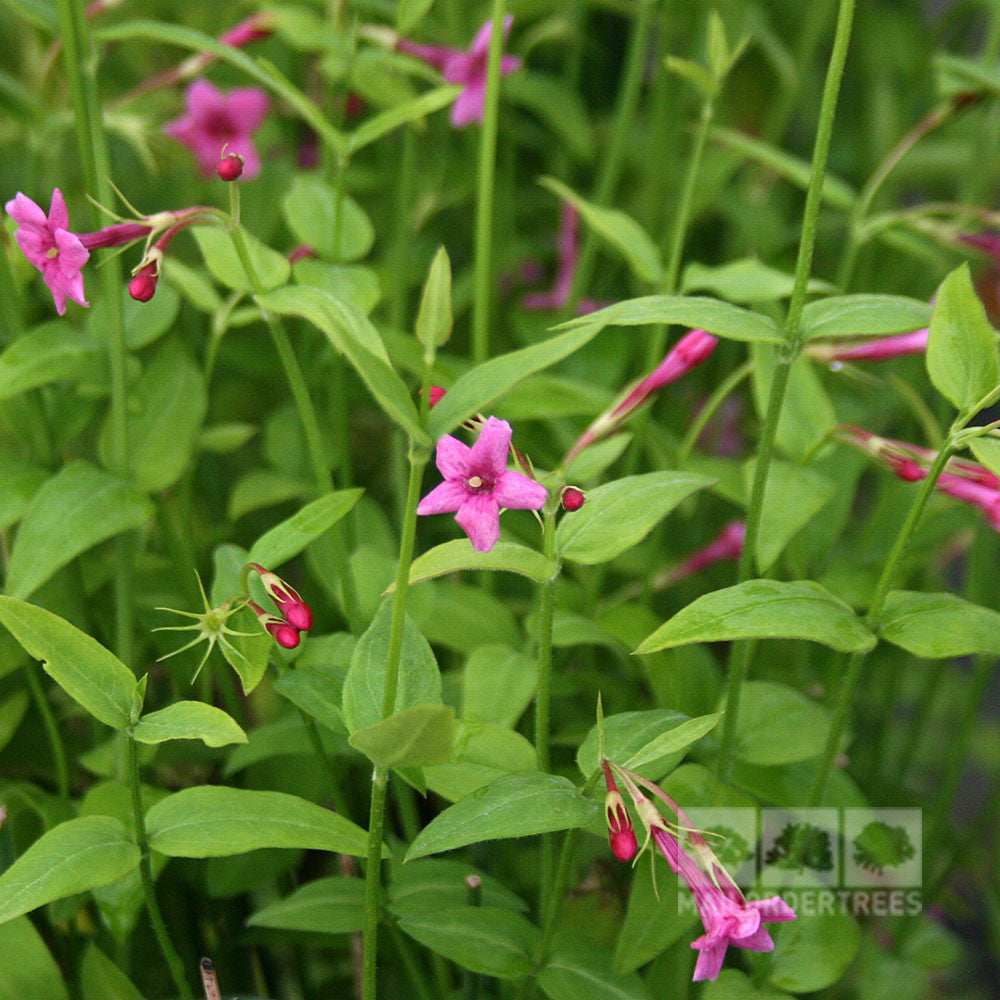 Close-up of the Jasminum Beesianum plant showcasing its lush green foliage with small, fragrant pink star-shaped flowers and buds reminiscent of Red Jasmine blooms.