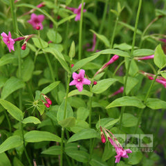 Jasminum Beesianum - Red Jasmine Plant