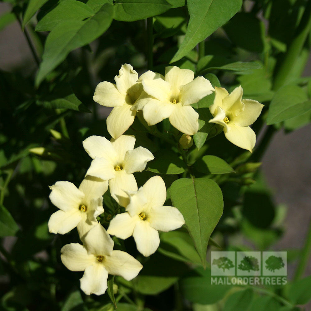 Jasminum Clotted Cream, a climbing jasmine plant with creamy white flowers and green leaves, basks in the sunlight for a picturesque display.