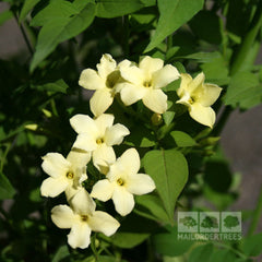 Jasminum Clotted Cream - Jasmine Plant