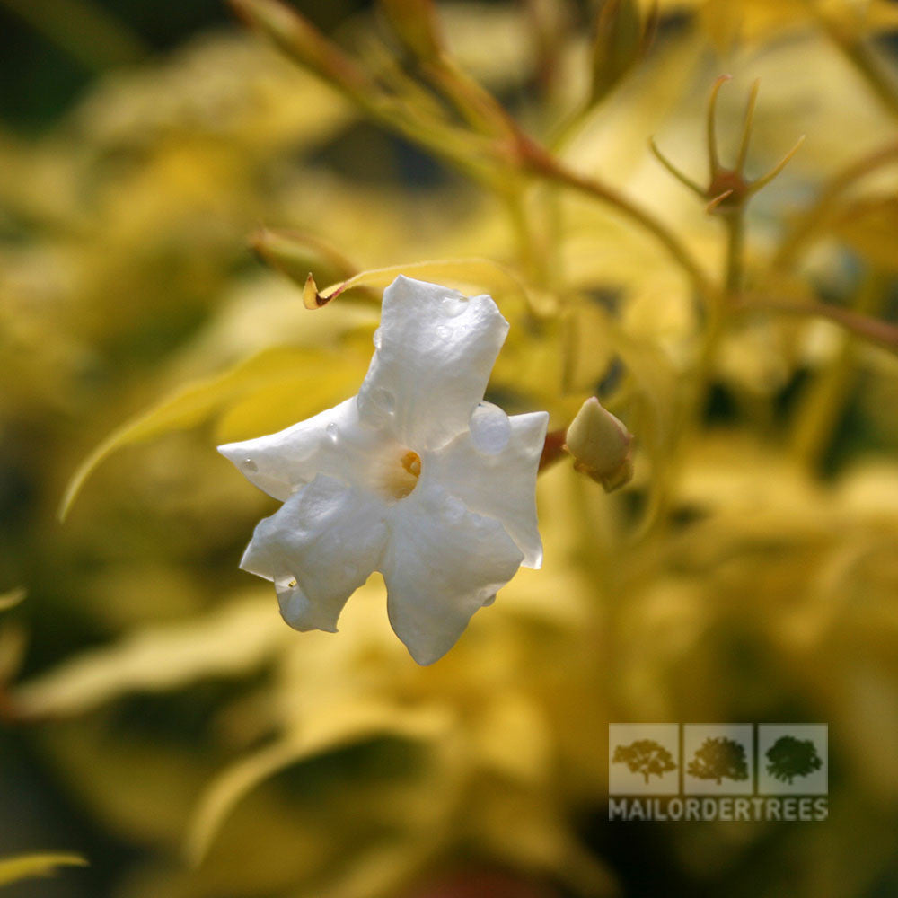 A close-up of a star-shaped white Jasmine Fiona Sunrise flower with blurred yellow-green foliage and the Mail Order Trees logo highlighting the climbers fragrant beauty.