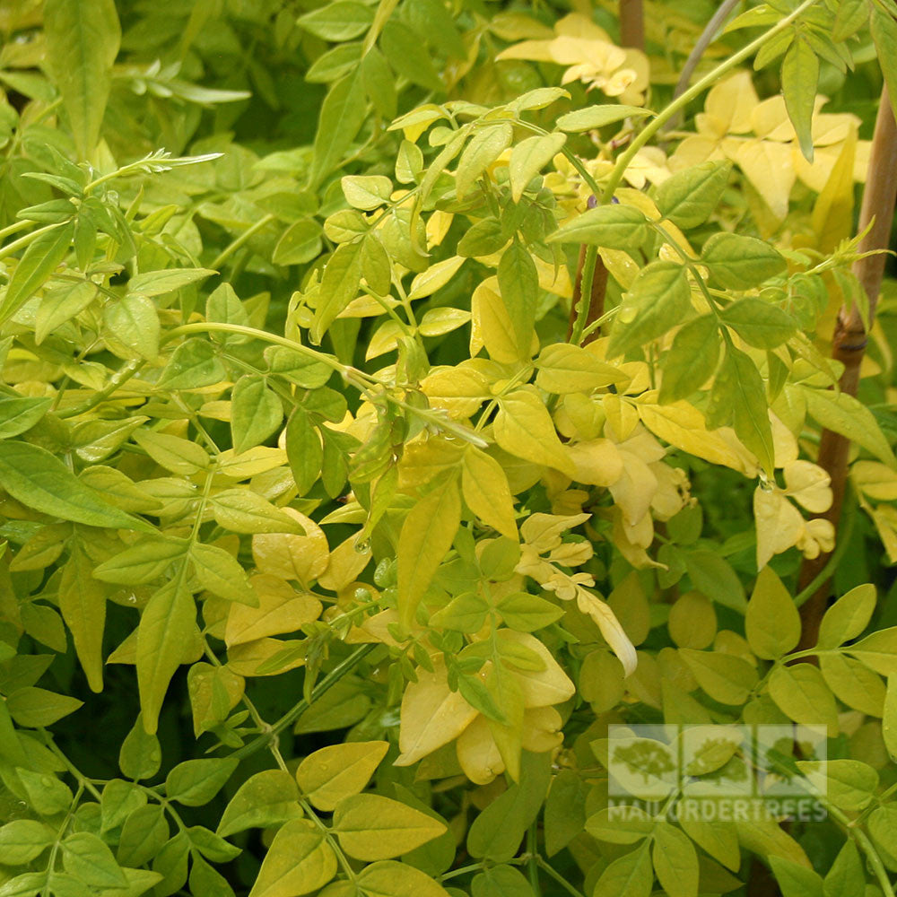 The Jasminum Fiona Sunrise showcases lush foliage with densely packed small green and yellow leaves, some slightly wilted. Fragrant flowers emerge through the greenery, adding Jasmines delicate charm to the scene.