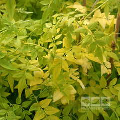 Jasminum Fiona Sunrise - Jasmine Plant