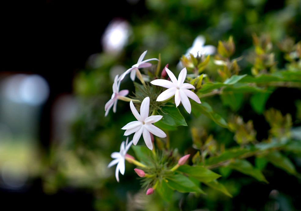 Jasminum: A Fragrant Climber with Delicate Beauty.