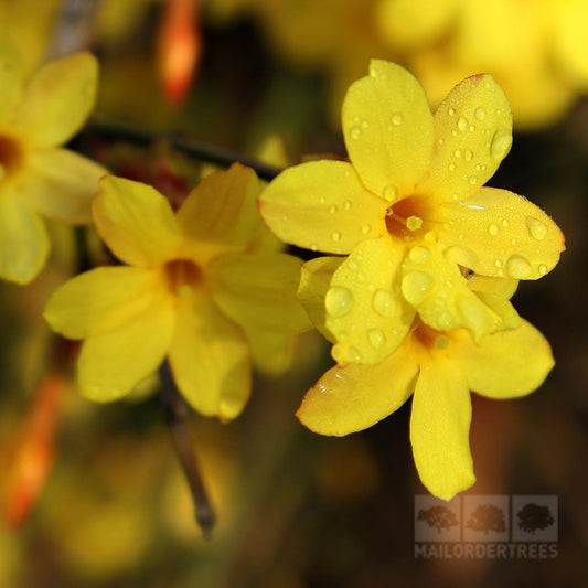 Close-up of Jasminum nudiflorum - Winter Jasmine Plants vibrant yellow flowers, renowned as excellent wall climbers, adorned with shimmering water droplets.