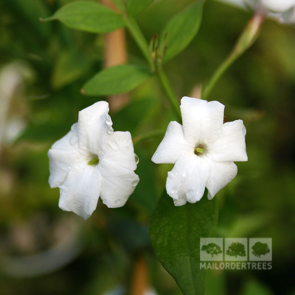 Two white jasmine flowers, adorned with dew drops and encircled by lush green leaves of the fragrant Jasminum officinale - Common Jasmine Plant.