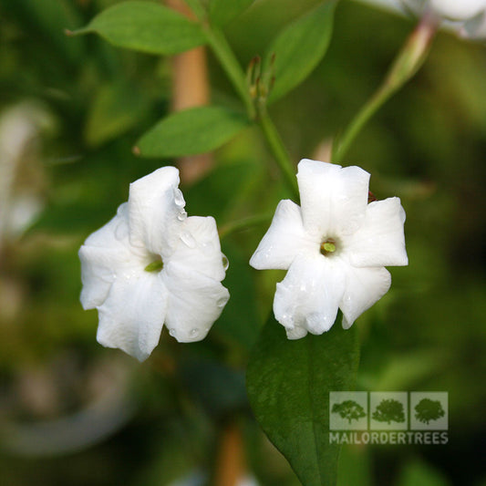 Jasminum officinale - Common Jasmine Plant