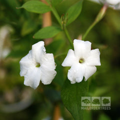 Jasminum officinale - Common Jasmine Plant