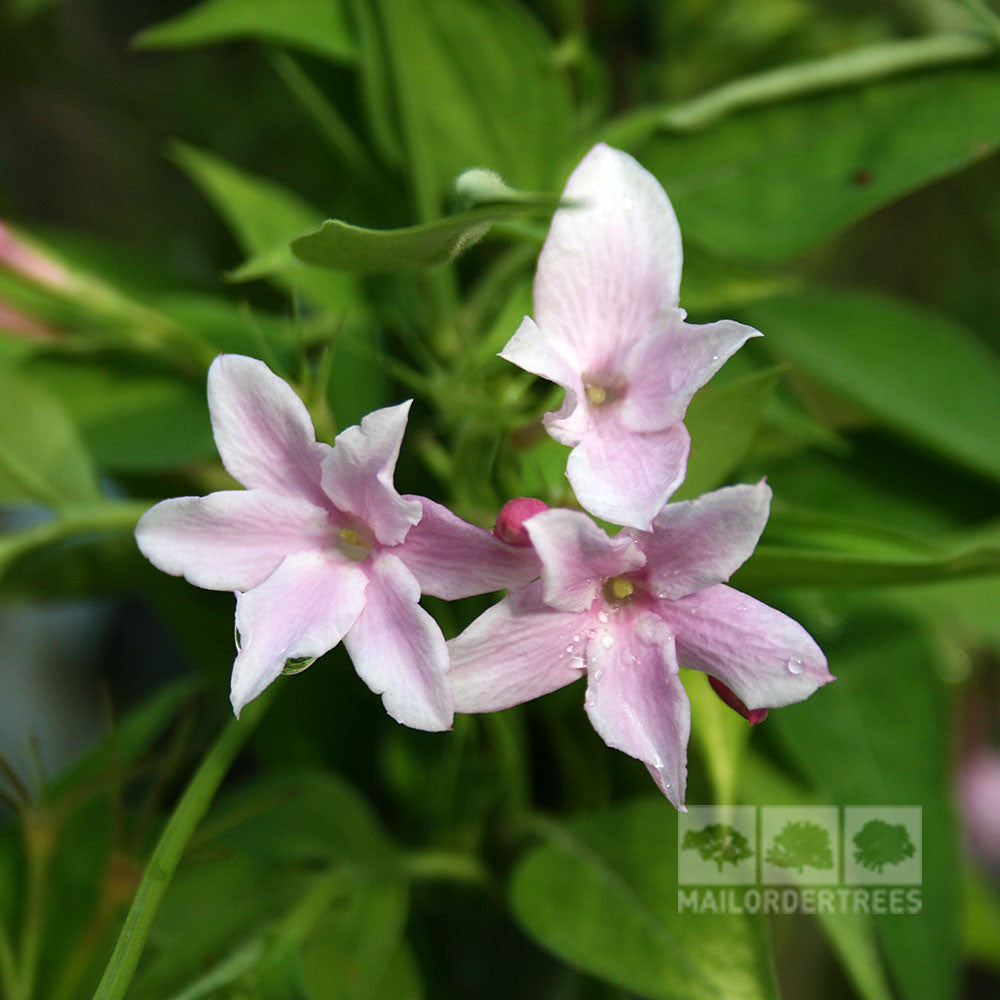 Close-up of the Jasminum stephanense, featuring three fragrant pink flowers with green leaves in the background, highlighting the beauty of this climber.