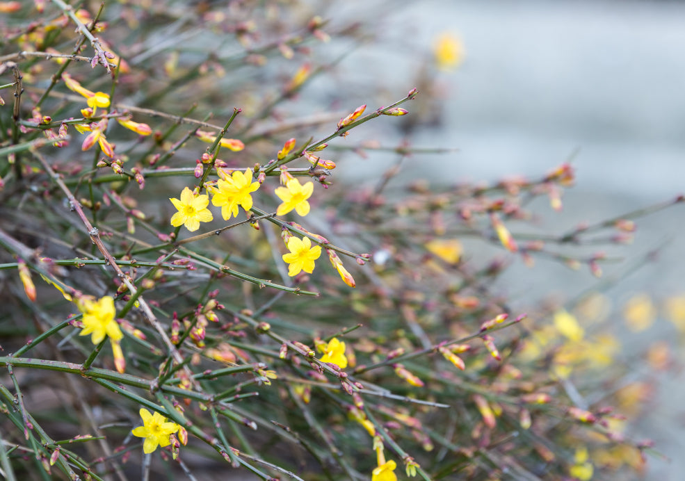 A Magnet for Pollinators and Year-Round Interest.