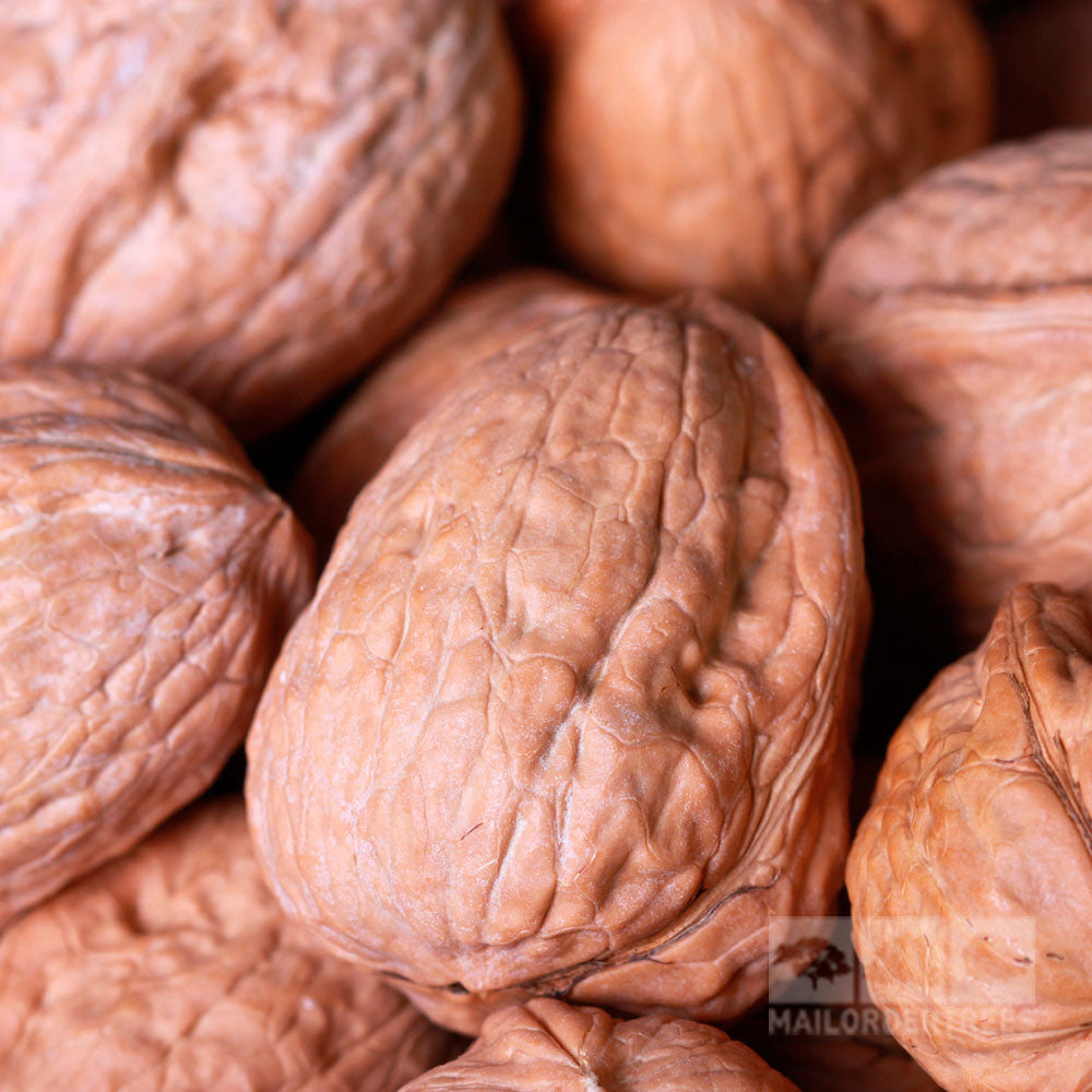 Close-up of Juglans Broadview walnuts from the Broadview Walnut Tree, showcasing their textured brown surfaces.