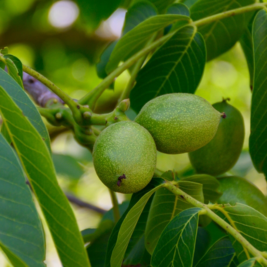 Unripe green walnuts from the Juglans Franquette - Franquette Walnut Tree hang amid large, lush green leaves, indicating high-quality nuts.