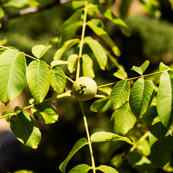 A ripe, round fruit with a sweet, rich flavor hangs from the Juglans Rita - Rita Walnut Trees branch, surrounded by glossy green leaves.