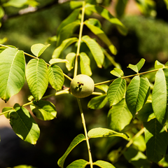 Juglans Rita - Rita Walnut Tree