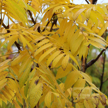 Amidst the autumn splendor, the Juglans nigra Black Walnut Tree showcases its pinnate leaves that transform from bright yellow to golden brown with stunning elegance.