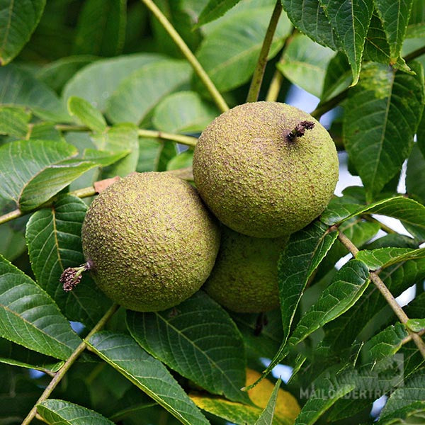 Three unripe fruits of the Juglans nigra - Black Walnut Tree cluster on a branch with lush, pinnate leaves.