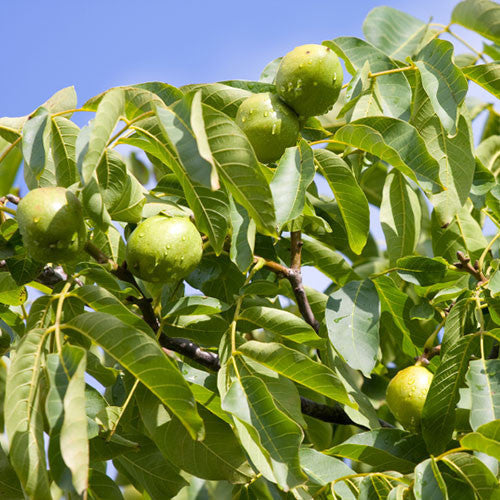 Several green nuts of the Juglans regia - Common Walnut Tree hang on branches with broad leaves set against a clear blue sky.