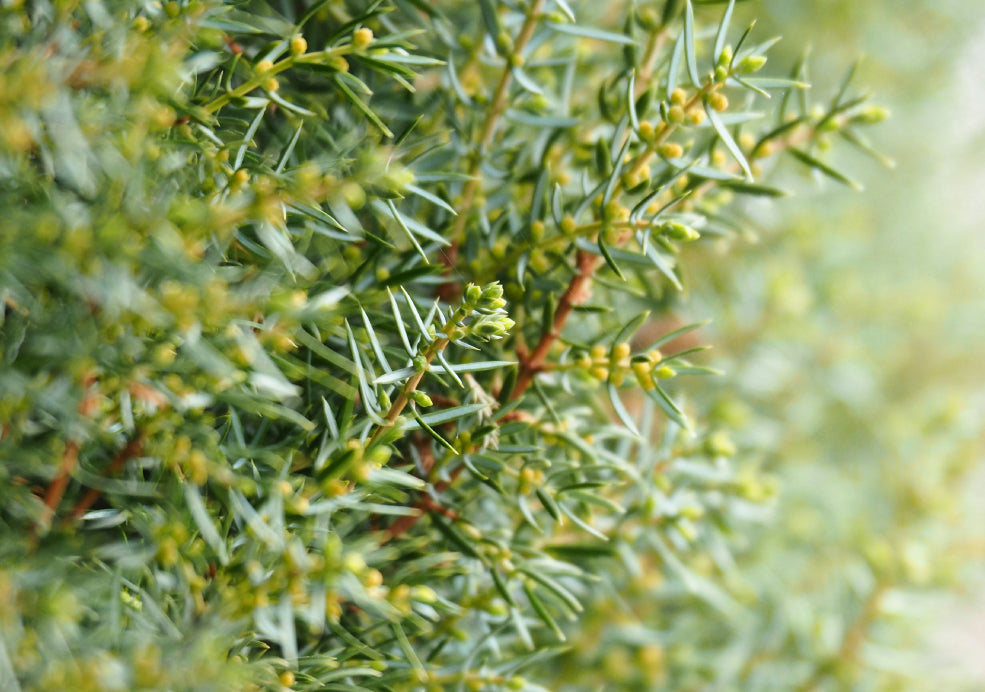 Juniperus: A Versatile Evergreen with Enduring Charm.