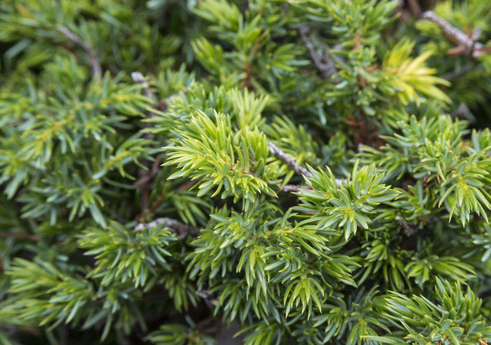 Hardy, Drought-Tolerant, and Low Maintenance.