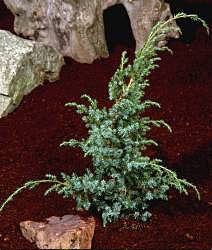 A small Juniperus chinensis Blue Alps, a Chinese juniper with needle-like leaves, is thriving in a soil bed surrounded by rocks.