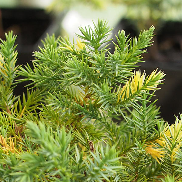 Close-up of the Juniperus chinensis Kaizuka Variegata - Chinese Junipers green coniferous branches with small needle-like leaves, some slightly yellowing, against a blurred background of potted plants showcasing variegated foliage.