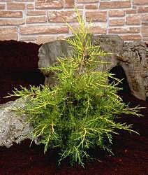 A Juniperus chinensis Kuriwao Gold - Juniper stands against a rock and brick wall backdrop.