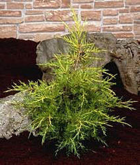 Juniperus chinensis Kuriwao Gold - Juniper