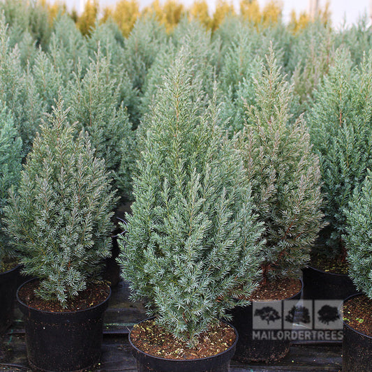 Juniperus chinensis Pyramidalis - Juniper