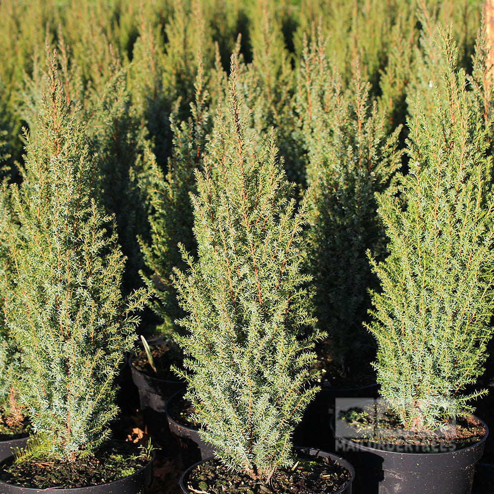 Rows of Juniperus communis Compressa conifers stand in black containers under the sun, highlighting their striking vertical element during early growth.