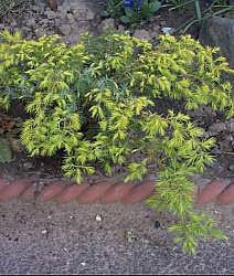 A green-leaved plant with soft, needle-like foliage mingles alongside Juniperus communis Depressa Aurea - Golden juniper, its butter yellow accents enhancing the stone border in this evergreen ground cover garden.