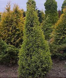 Juniperus communis Gold Cone - Juniper