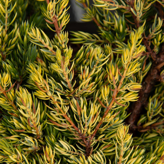 Juniperus communis GoldSchatz - Dwarf Gold Carpet Juniper