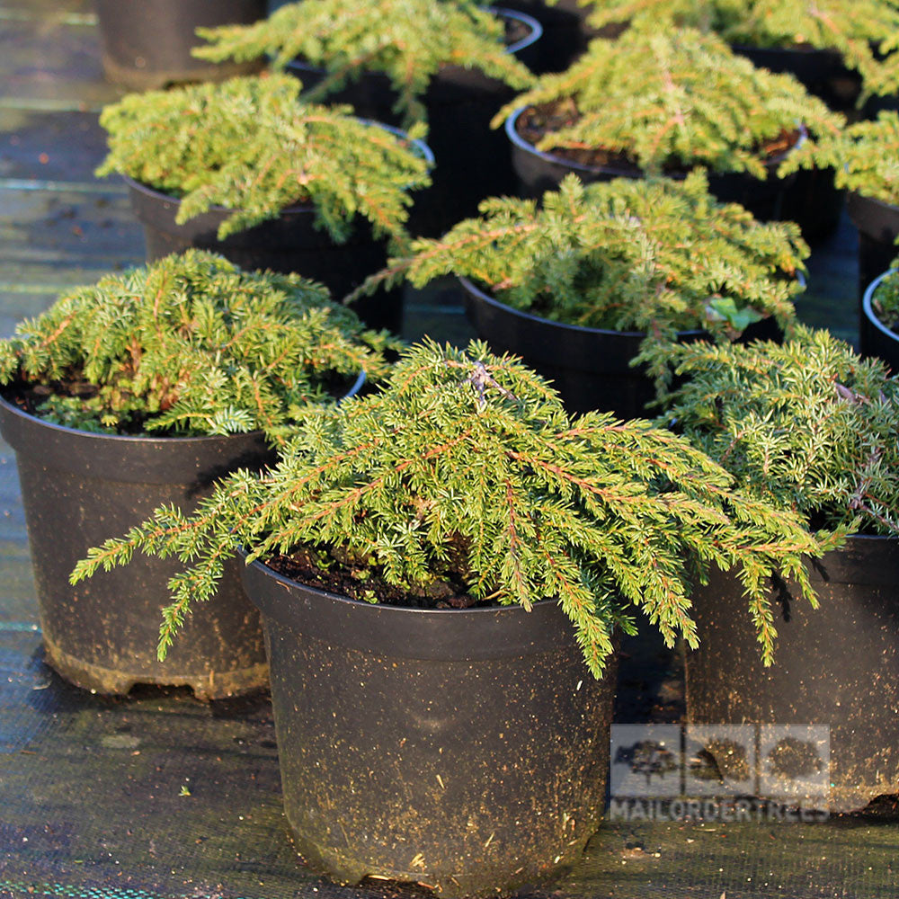 Small potted evergreen plants, including the Juniperus communis Green Carpet - Dwarf Green Carpet Juniper, are artfully arranged to showcase their vibrant greenery.