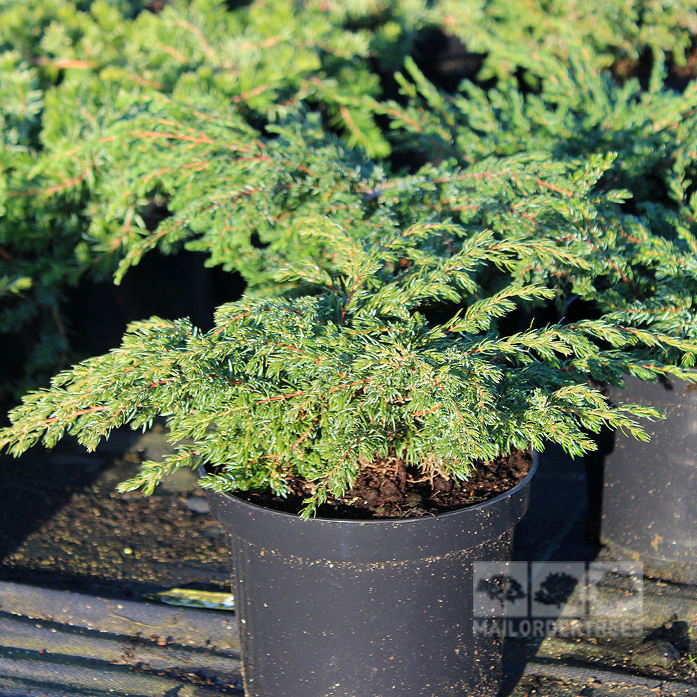 The Juniperus communis Repanda - Juniper in a small black pot adds evergreen charm to your garden, perfect as ground cover on sunny days.