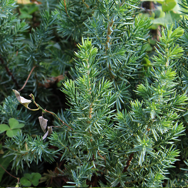 Close-up of Juniperus conferta - Shore Juniper branches featuring prickly needles and apple green ground cover, with small brown leaves and clover also visible.