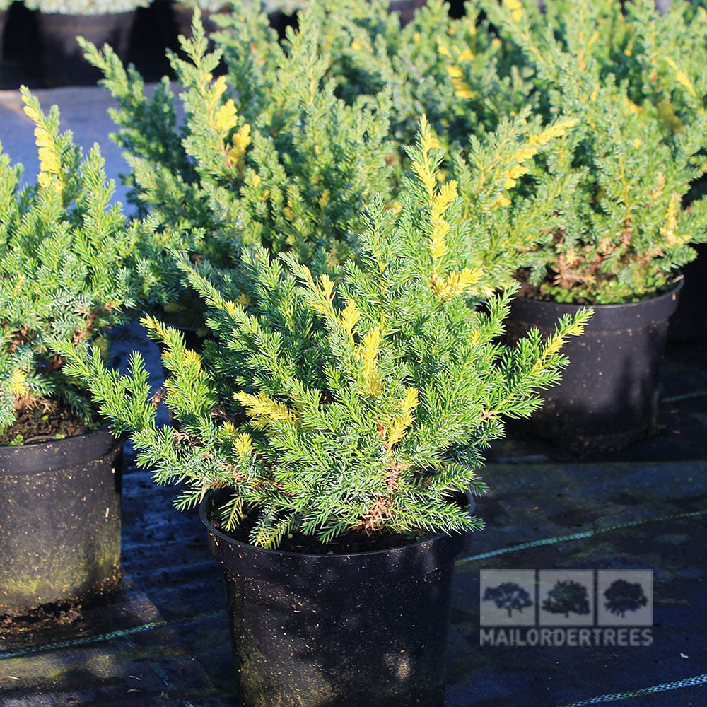 The Juniperus davurica Expansa Aureospicata offers vibrant green and yellow foliage on a dark surface, perfect for adding juniper charm to your ground cover.