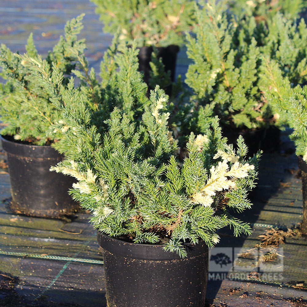 The Juniperus davurica Expansa Variegata is a versatile, low-growing conifer with lush green foliage and striking white-tipped branches, perfect as an outdoor ground cover.