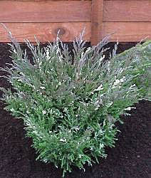 A green and silver-blue lavender plant with small white flowers grows in dark soil beside a Juniperus horizontalis Andorra Variegata, nestled in front of a wooden fence.