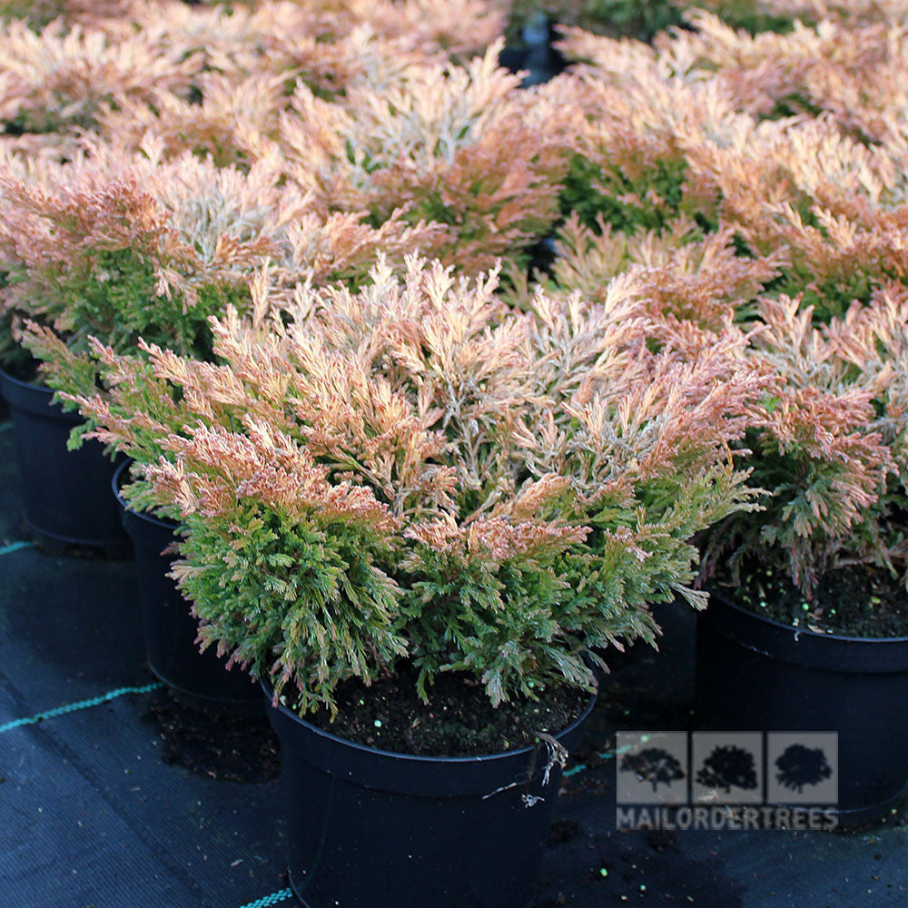 Potted Juniperus horizontalis Lime Glow shrubs, also known as low-growing conifers, feature reddish-brown and green foliage on a black surface in a nursery setting.