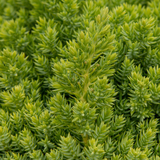 Juniperus procumbens Nana