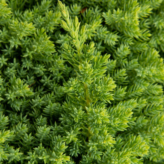 Juniperus procumbens Nana