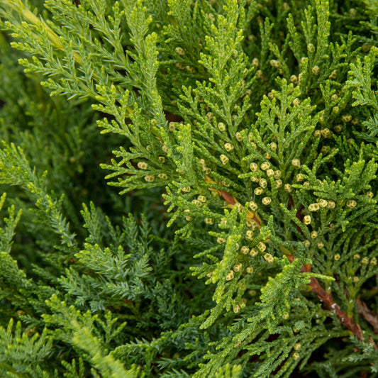 Juniperus sabina Tamariscifolia