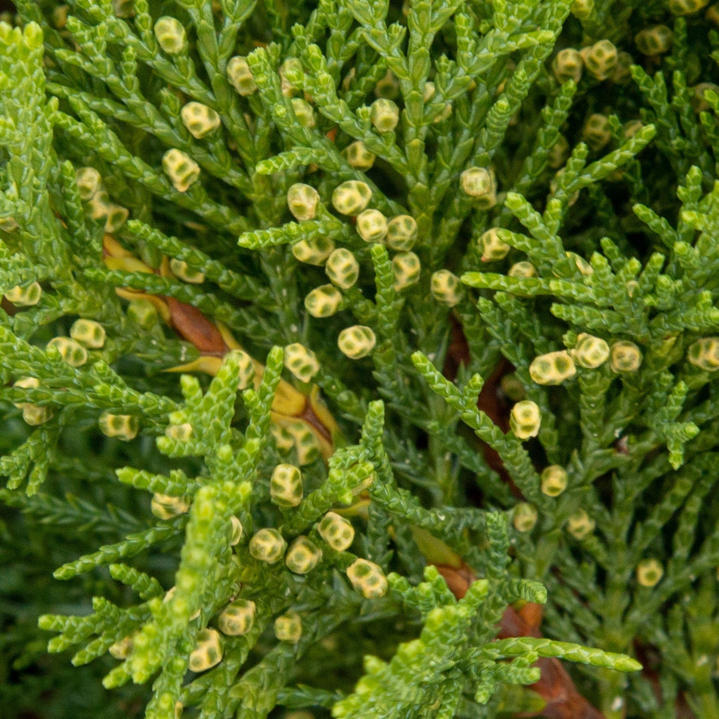 Tamariscifolia