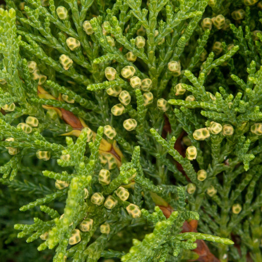 Juniperus sabina Tamariscifolia