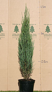 The Juniperus scopulorum Blue Arrow reaches nearly 1.5 meters on a height chart. This narrow columnar Rocky Mountain Juniper is low maintenance, perfect for those seeking elegance without hassle.