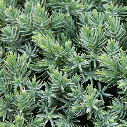 Juniperus squamata Blue Star - Flaky juniper