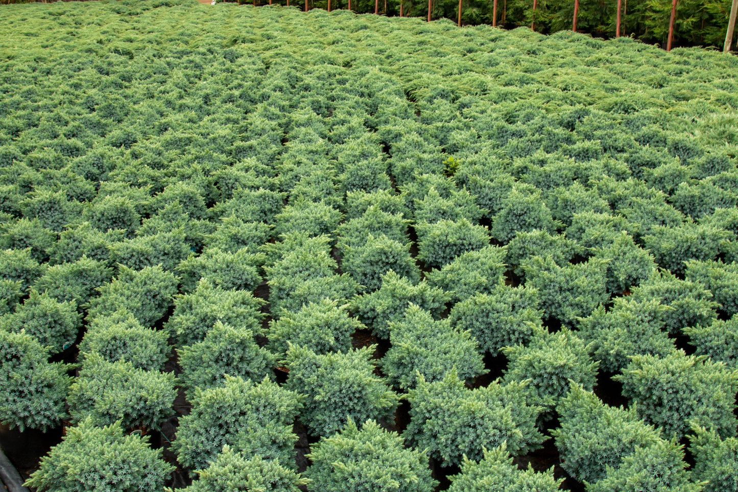 A large field of neatly arranged Juniperus squamata Blue Star shrubs in compact bun shapes, with a backdrop of trees accented by hints of blue foliage.