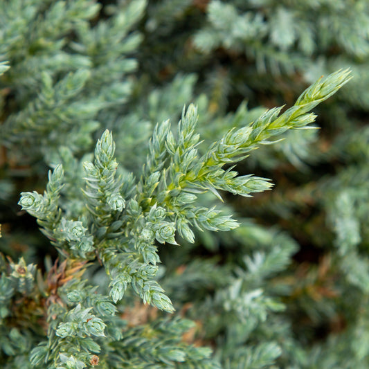 Juniperus squamata Tropical blue